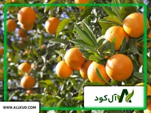 درخت نارنج
