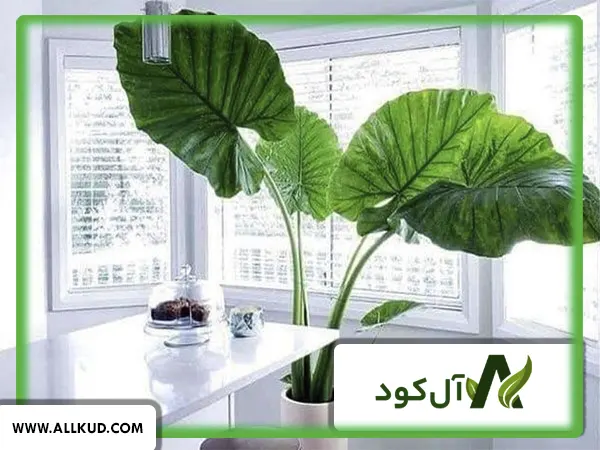 معرفی خواص کود آمینو اسید
