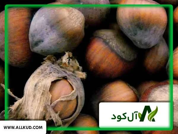مزایای استفاده از بور در فندق چیست؟