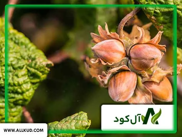 مزایای استفاده از بور در فندق چیست؟