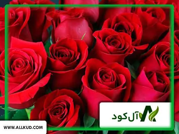 مزایای استفاده از منگنز برای گل رز