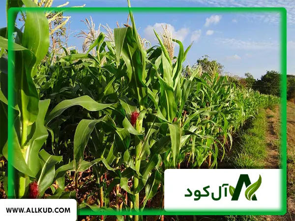 مزایای استفاده از کود جلبک دریایی بر روی کشت ذرت علوفه‌ای