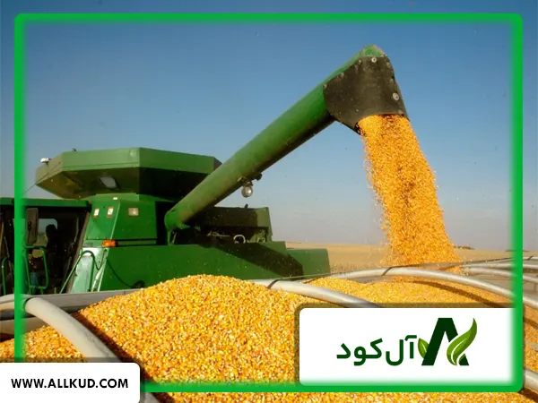مزایای استفاده از کود جلبک دریایی بر روی کشت ذرت علوفه‌ای