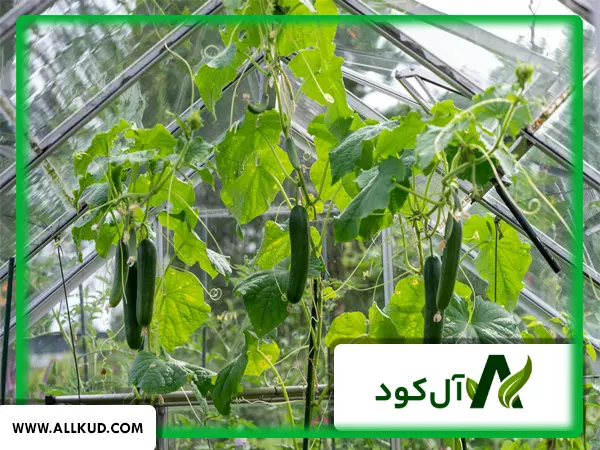 آیا می‌توان همزمان در گلخانه دو یا چند محصول کشت کرد مثل گوجه و خیار مثل گوجه و خیار