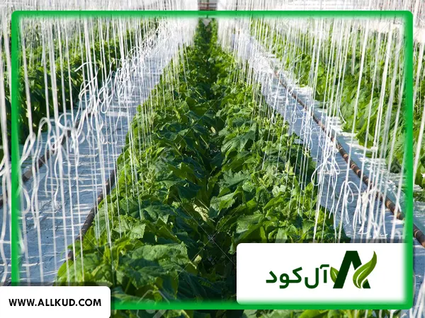 آیا می‌توان همزمان در گلخانه دو یا چند محصول کشت کرد مثل گوجه و خیار مثل گوجه و خیار