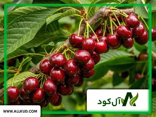 درخت آلبالو