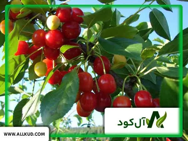 درخت آلبالو
