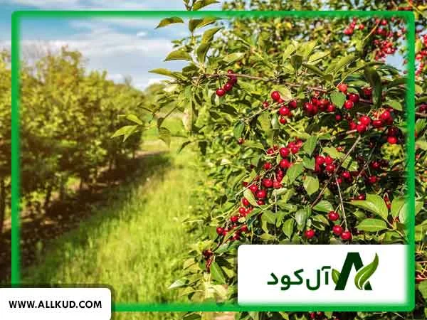 درخت آلبالو