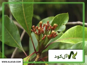 همه چیز درباره درخت میخک، نحوه کاشت و نگهداری