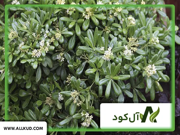 همه چیز درباره درخت میخک، نحوه کاشت و نگهداری