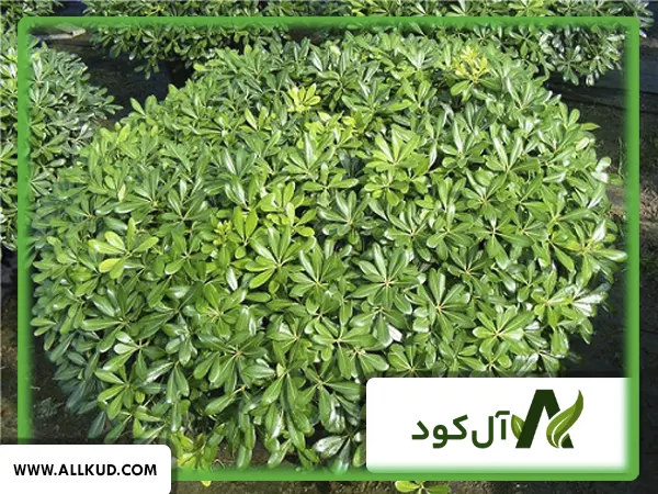 همه چیز درباره درخت میخک، نحوه کاشت و نگهداری
