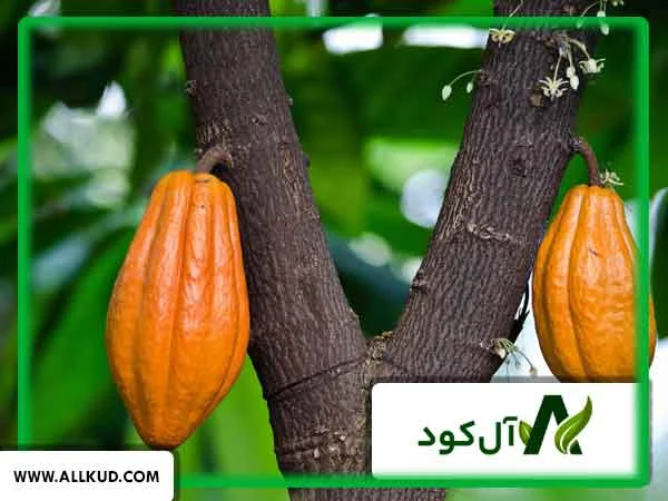 درخت کاکائو