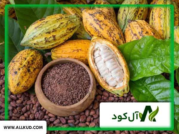 درخت کاکائو