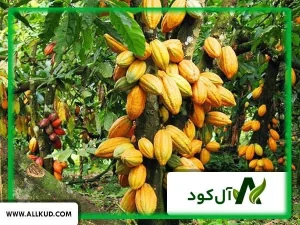 درخت کاکائو