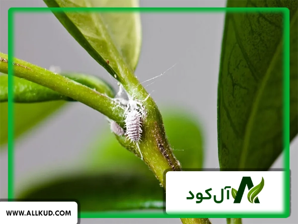 راهکار کنترل کنه