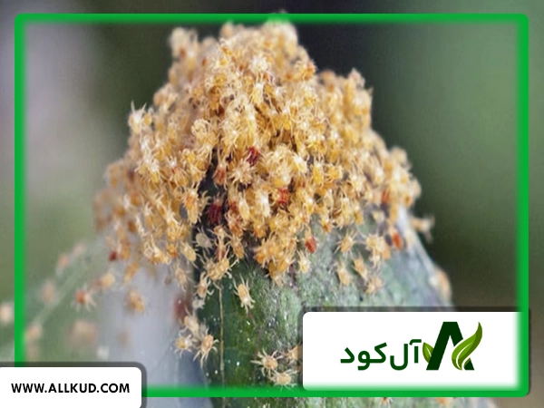 راهکار کنترل کنه