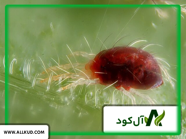 راهکار کنترل کنه