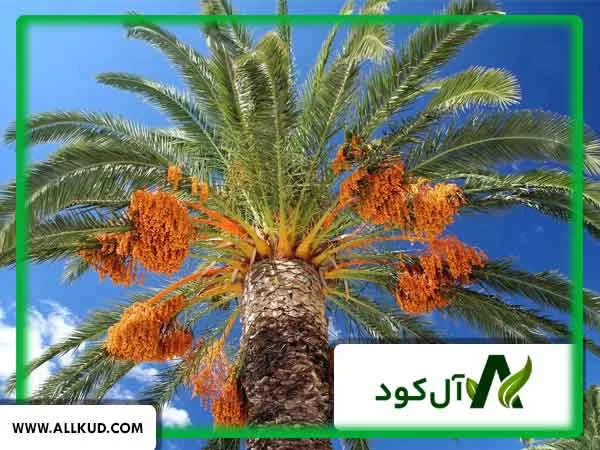 درخت خرما