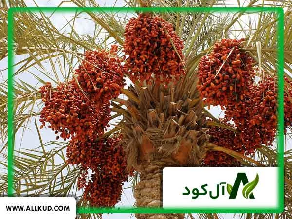 درخت خرما