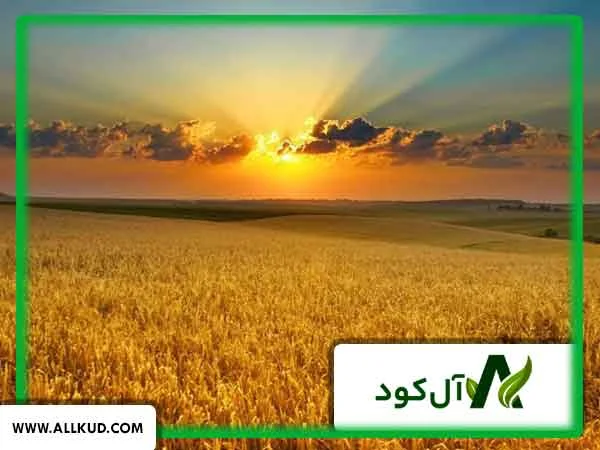 بیماری‌های مزارع گندم