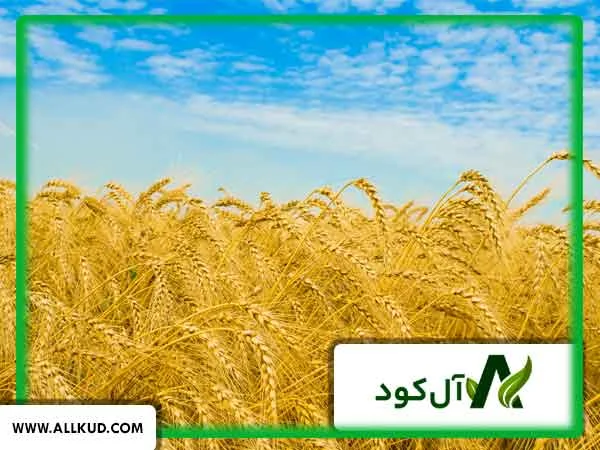 بیماری‌های مزارع گندم