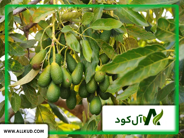 همه چیز درباره درخت آووکادو ، نحوه کاشت و نگهداری