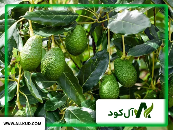 همه چیز درباره درخت آووکادو ، نحوه کاشت و نگهداری