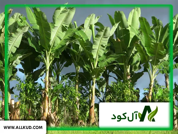 همه چیز درباره درخت موز ، نحوه کاشت و نگهداری