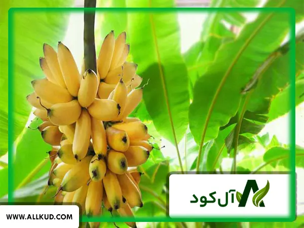 همه چیز درباره درخت موز ، نحوه کاشت و نگهداری