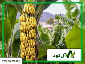 همه چیز درباره درخت موز ، نحوه کاشت و نگهداری