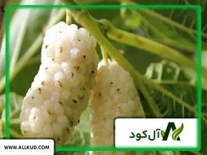 همه چیز درباره درخت توت ، نحوه کاشت و نگهداری