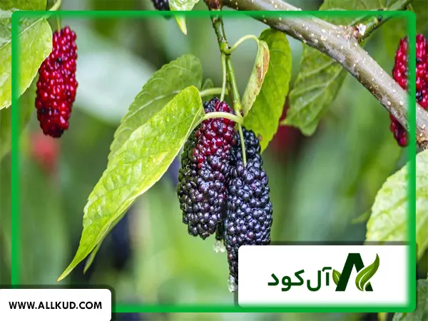 منظره یک باغ در فصل بهار، آماده برای کاشت نهال درخت توت جوان