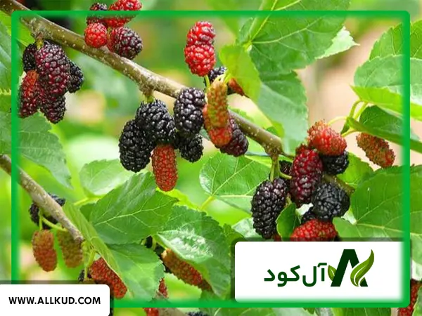 کاشت قلمه های درخت توت در گلدان های کوچک برای ریشه زایی اولیه