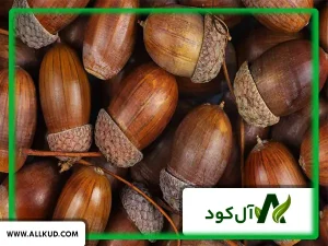 همه چیز درباره درخت بلوط ، نحوه کاشت و نگهداری