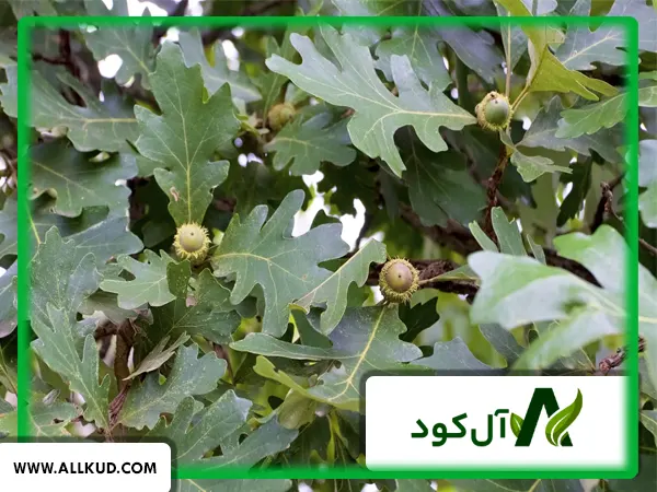 همه چیز درباره درخت بلوط ، نحوه کاشت و نگهداری