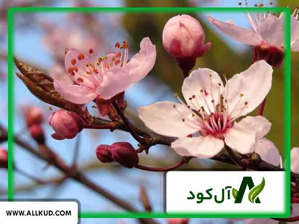 علت ریزش شکوفه‌ های درختان در اوایل گلدهی