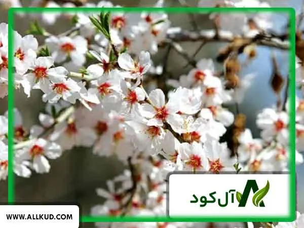 علت ریزش شکوفه‌ های درختان در اوایل گلدهی