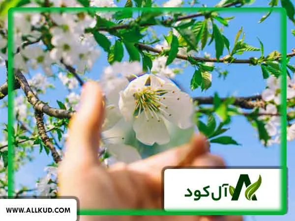 علت ریزش شکوفه‌ های درختان در اوایل گلدهی
