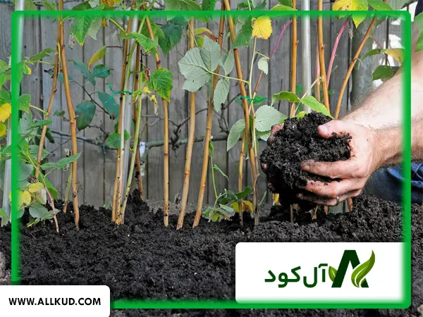 کود برای رشد سریع ریشه