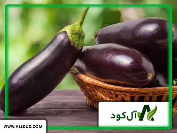 کود برای مشکی شدن بادمجان