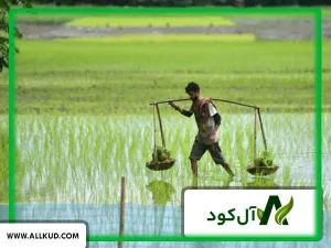 مناسب ترین کود برای افزایش باردهی شلتوک ( برنج )