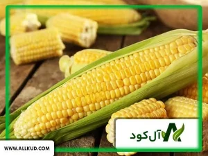 مراحل کاشت، داشت و برداشت ذرت علوفه‌ای و ذرت دانه‌ای