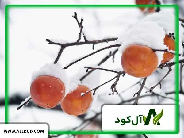 سرما زدگی درختان