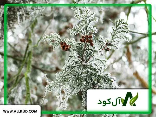 سرما زدگی درختان