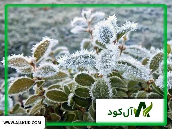 سرما زدگی درختان