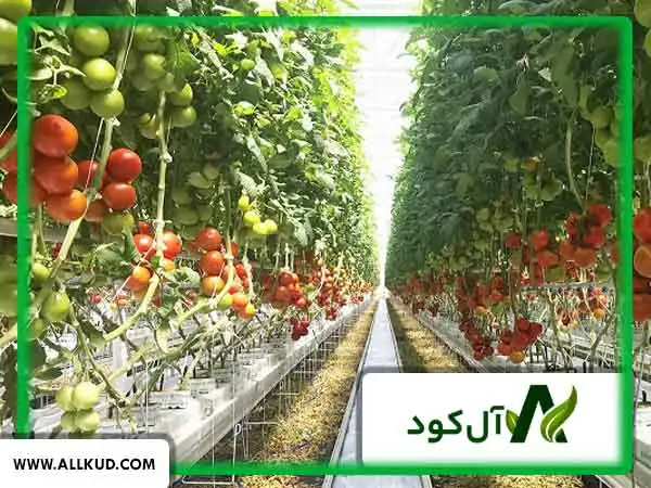 عملکرد باردهی گوجه گلخانه‌ای