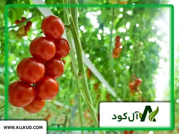 عملکرد باردهی گوجه گلخانه‌ای