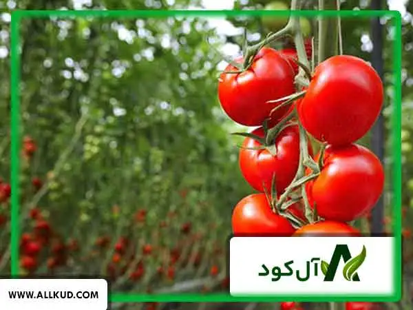 عملکرد باردهی گوجه گلخانه‌ای
