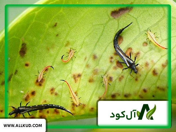 برای مقابله با تریپس سیر چه باید کرد؟