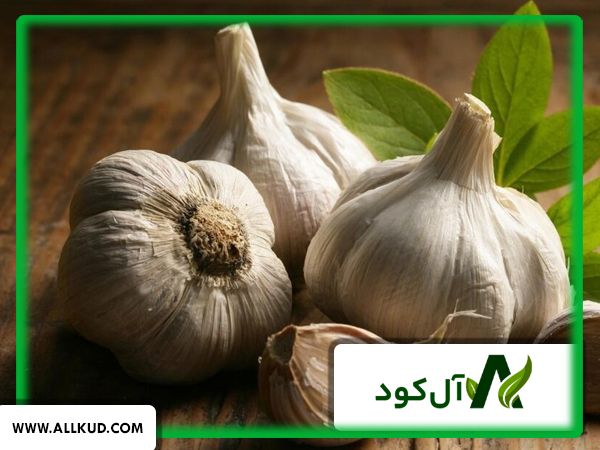 مزرعه سیر تمیز و سالم، نتیجه رعایت بهداشت برای پیشگیری از تریپس سیر